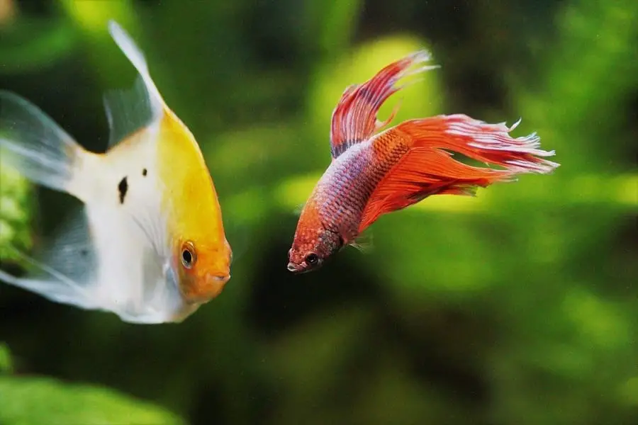 can betta fish live with angelfish