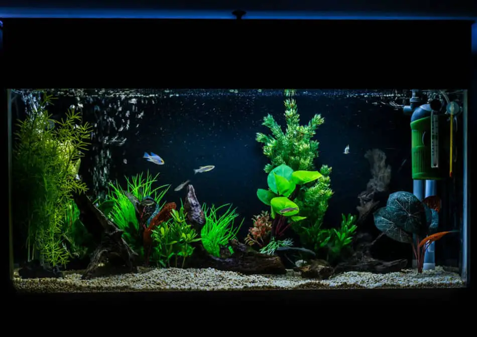 can you add too much bacteria to a fish tank