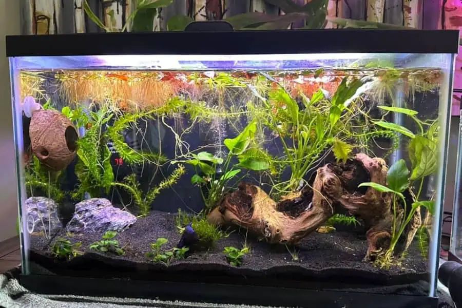 how often to add bacteria to aquarium