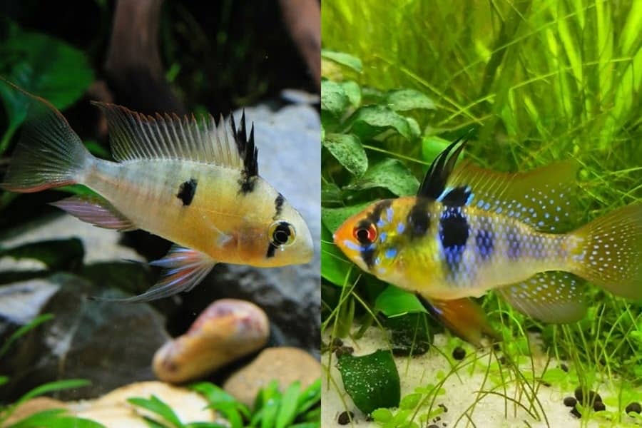 bolivian ram vs german blue ram