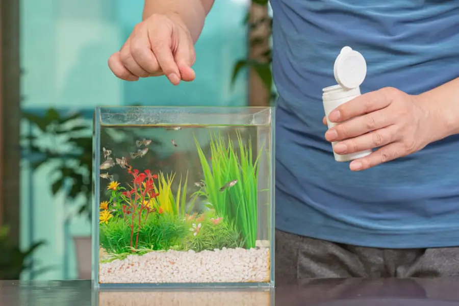 how to feed multiple fish in one tank