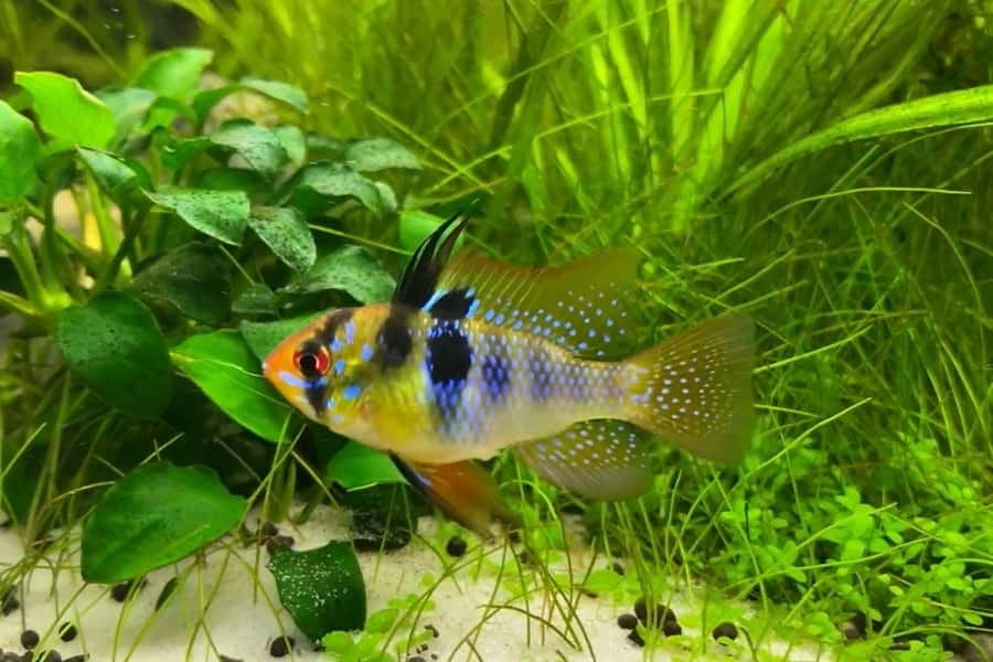 bolivian ram vs german blue ram