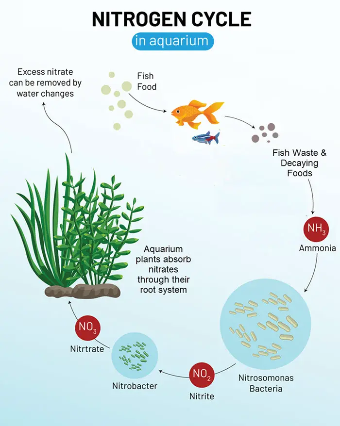 can you add too much bacteria to a fish tank