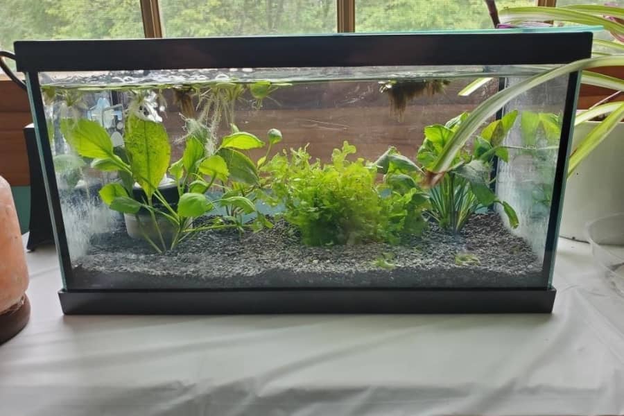 how to add calcium to freshwater aquarium