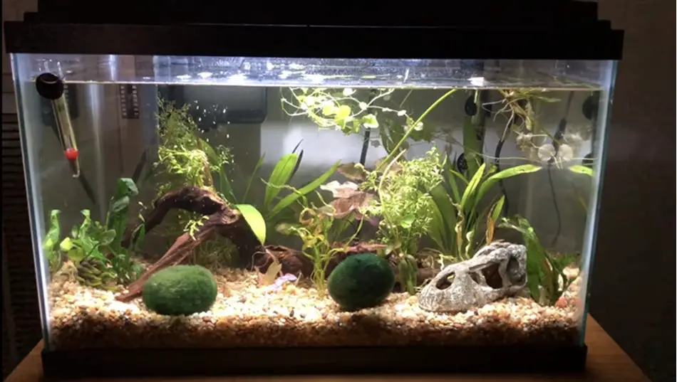 how to build up aquarium substrate