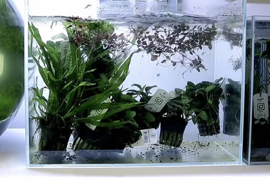 how to remove scratches from aquarium glass