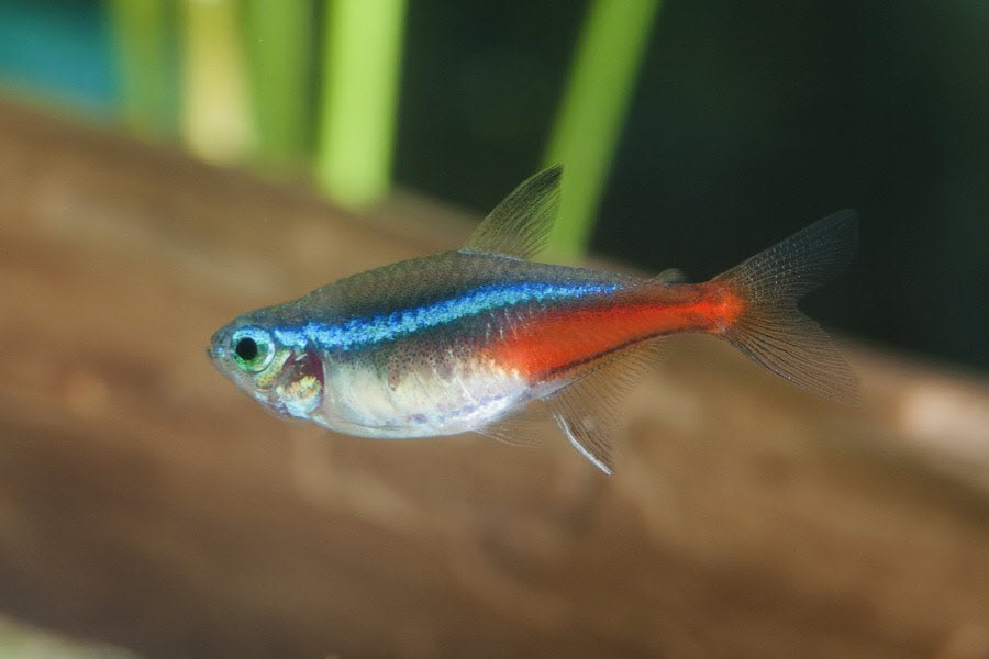 are tetras livebearers