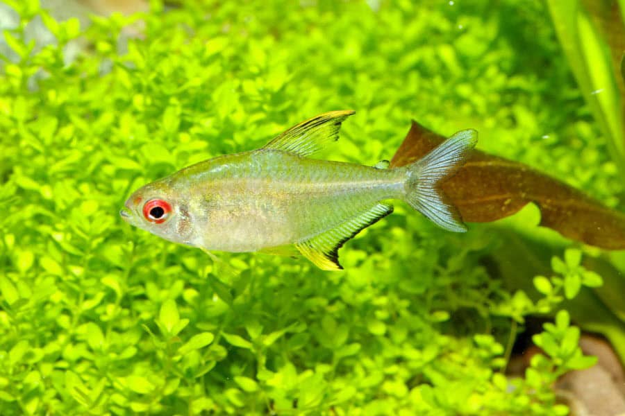 are tetras livebearers