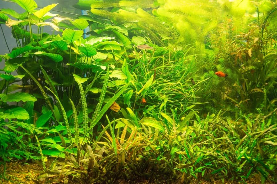 is blue light good for aquarium plants 