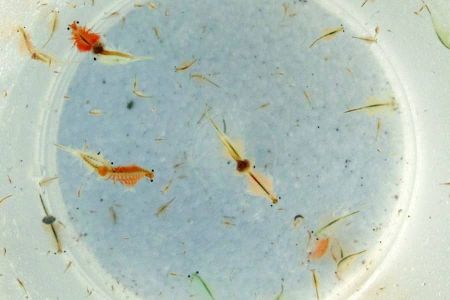 what human food can guppies eat