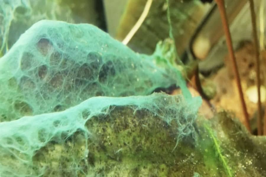 how to control algae growth in aquarium