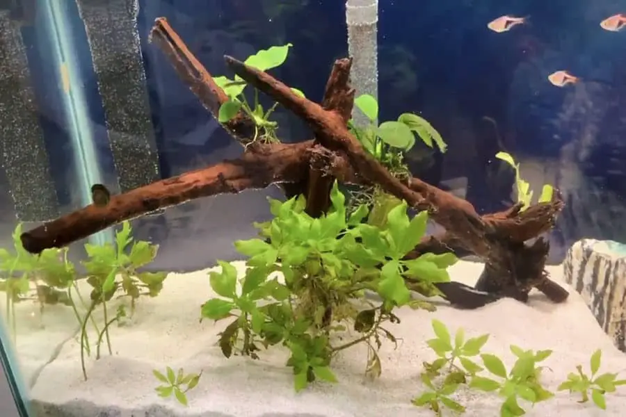 how to maintain pH level in aquarium