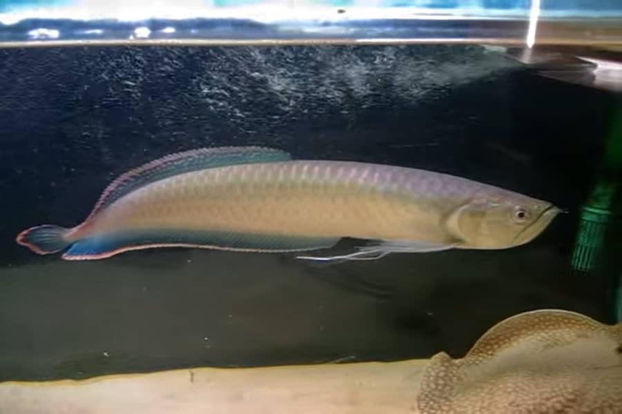 black arowana