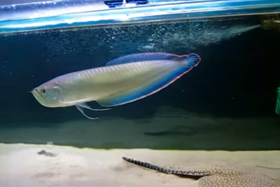 black arowana