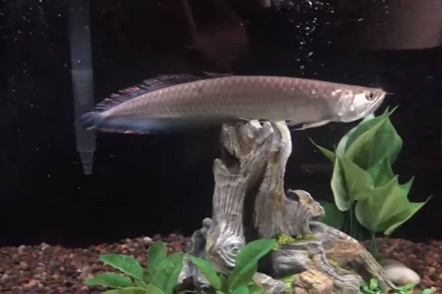 black arowana