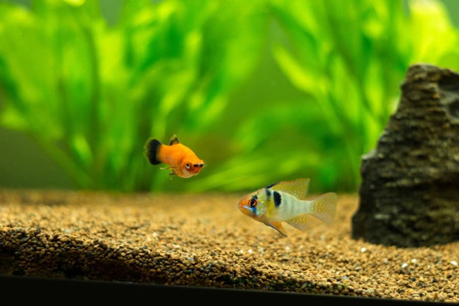 bolivian ram vs german blue ram