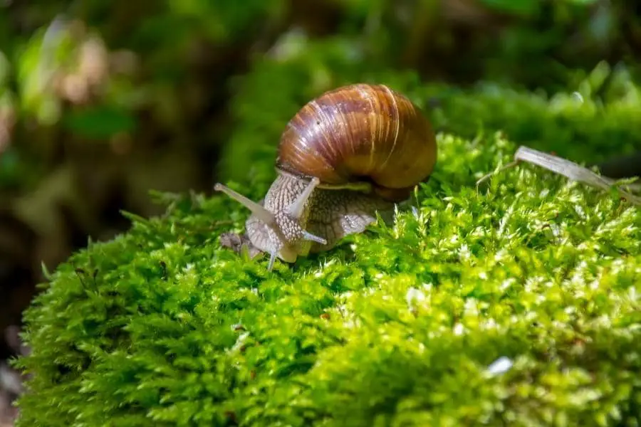 do mystery snails need a heater