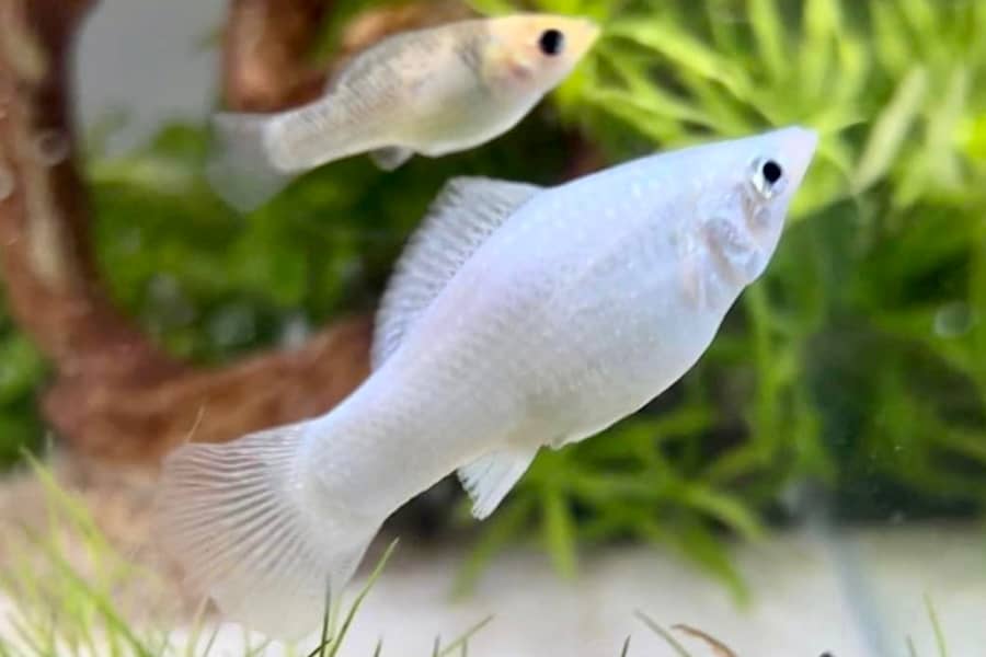 how often to feed molly fish 