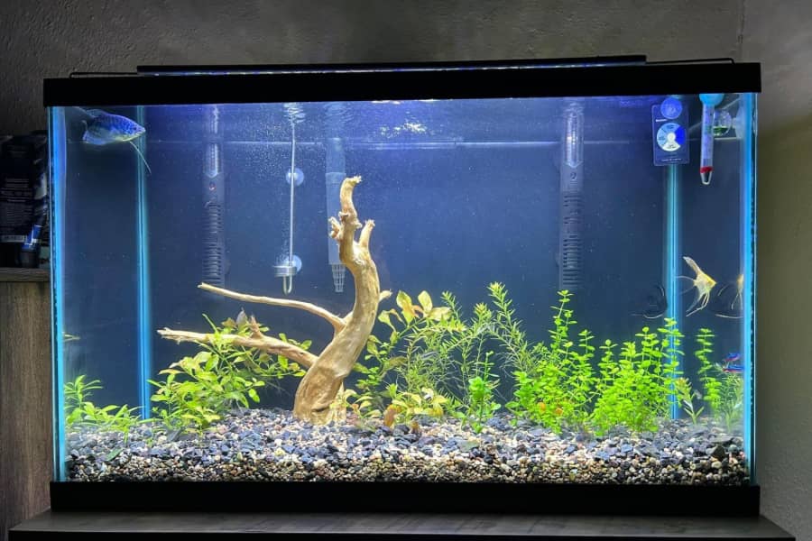 how often to change gravel in a fish tank