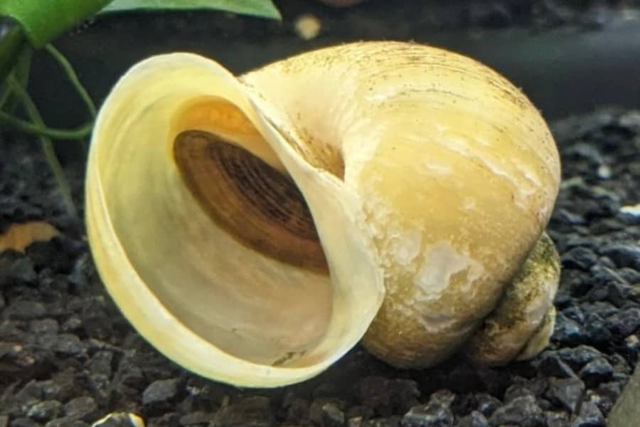 how to tell if mystery snail is dead 