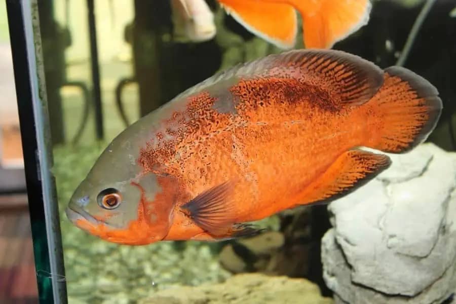 Oscar fish diseases