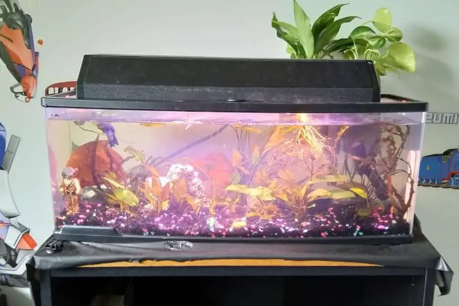 acrylic vs glass aquarium