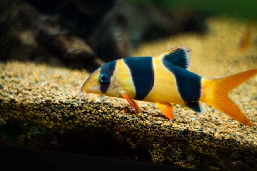 clown loach