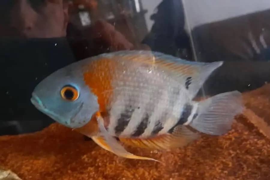 severum cichlid