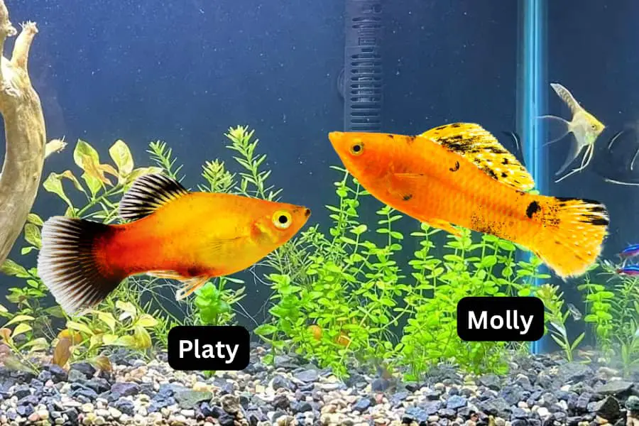 platy vs molly