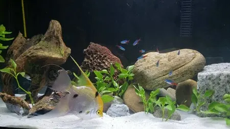 angel fish and neon tetras1