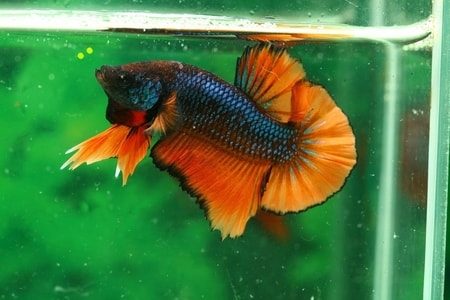 betta fish 1