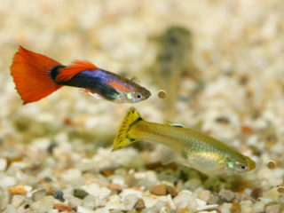 guppies eat