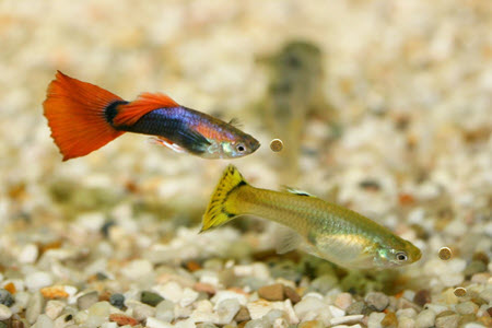 guppies eat