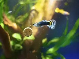 guppies eating