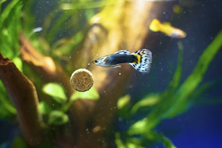 guppies eating