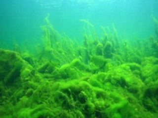 how to control algae growth in aquarium