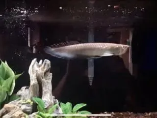 Black arowana Osteoglossum ferreirai