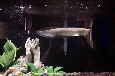 Black arowana Osteoglossum ferreirai