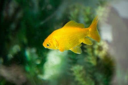 how to prevent aquarium fish from breeding