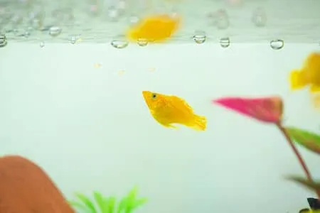 how often to feed molly fish