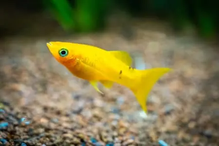 how to tell if a molly fish is dying