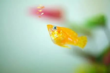 what to feed molly fish