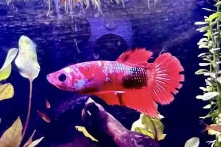 how long can a betta fish go without food