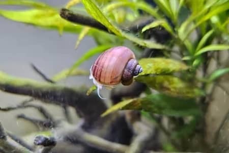 do mystery snails eat plants