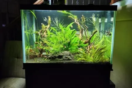 acrylic vs glass aquarium