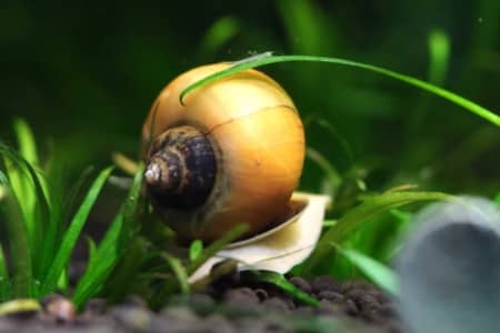 Mystery Snail Ultimate Care Guide For  Beginners