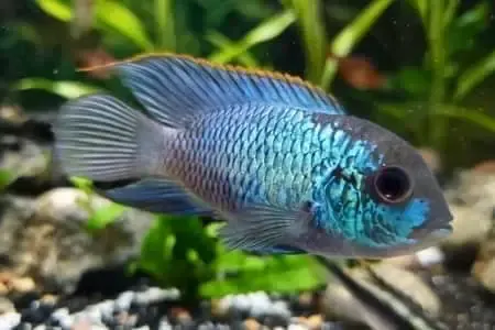 electric blue acara