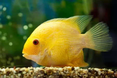 severum cichlid