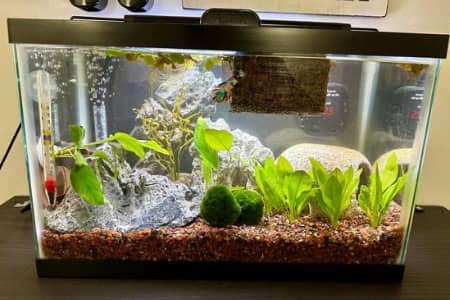 How Often To Add Bacteria To Aquarium?